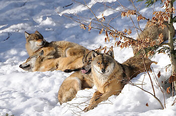 Tierfreigehege im Nationalpark Bayerischer Wald